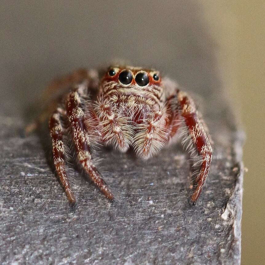 Close up of hairy spider
