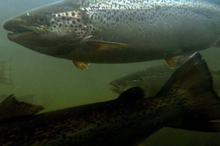 Underwater photo of fish in Macquarie Harbour.