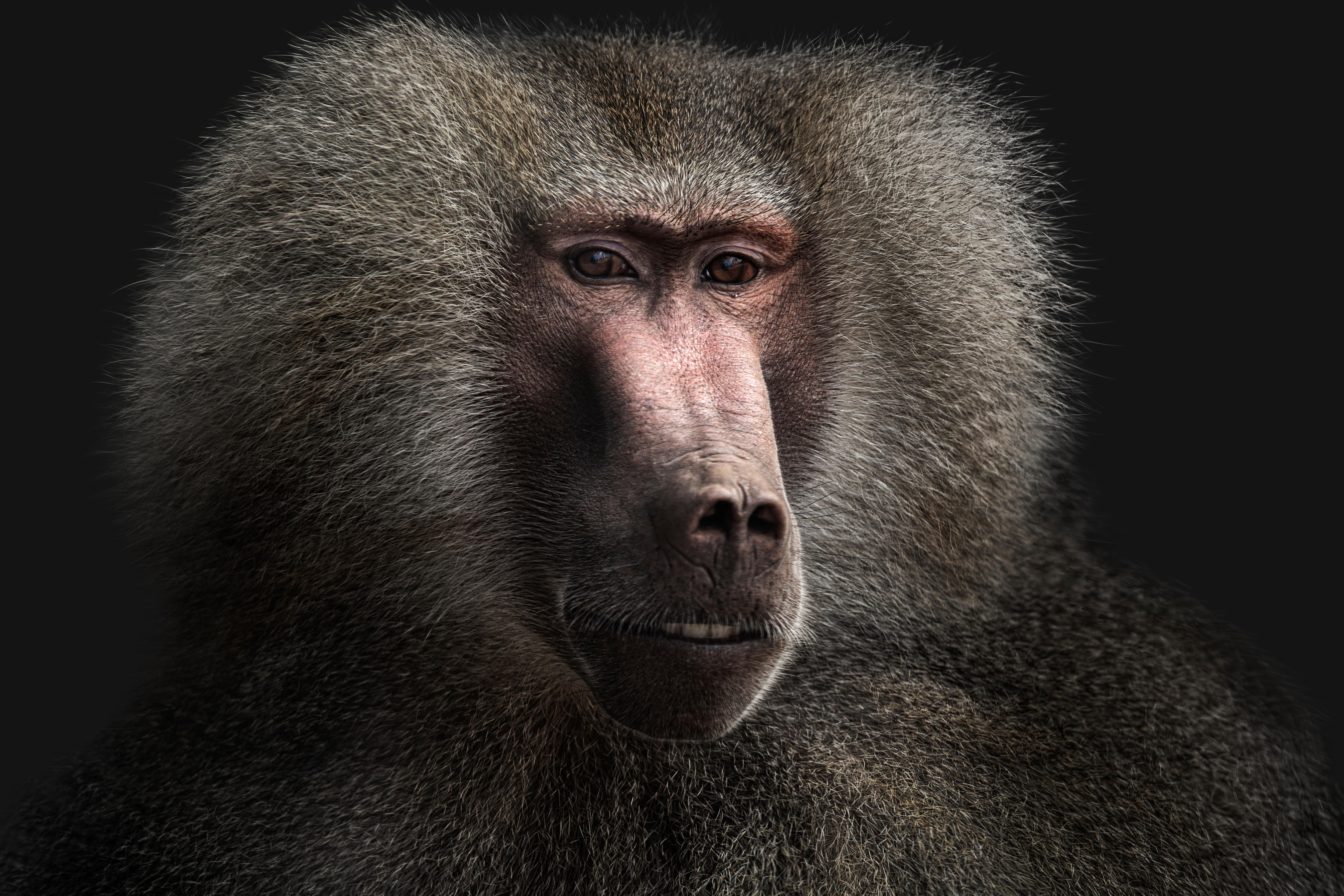 Do baboons live in the Sahara desert?