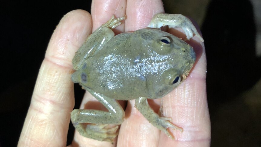 A small green frog in someone's hand