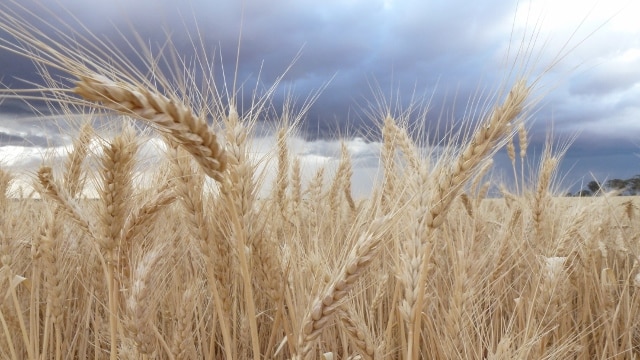 A wheat field with clouds rolling in near Western Australia's Mid West town of Beacon. October, 2014.