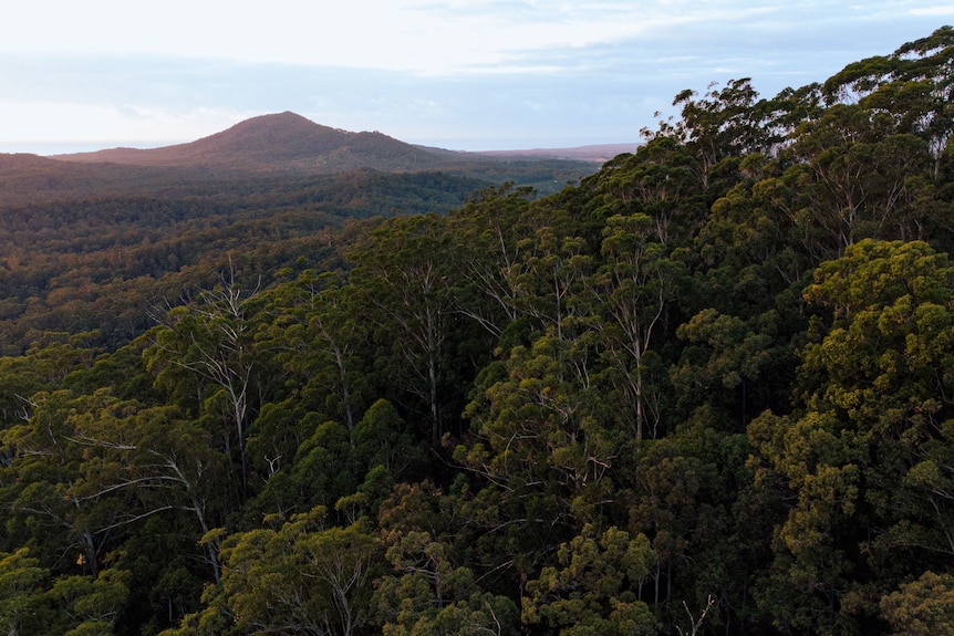Why is the  rainforest so important? – WWF-Australia