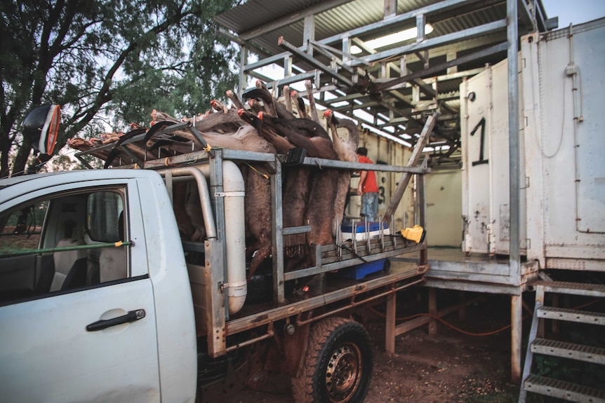 A ute loaded with dead kangaroos backer up to a collection facility.