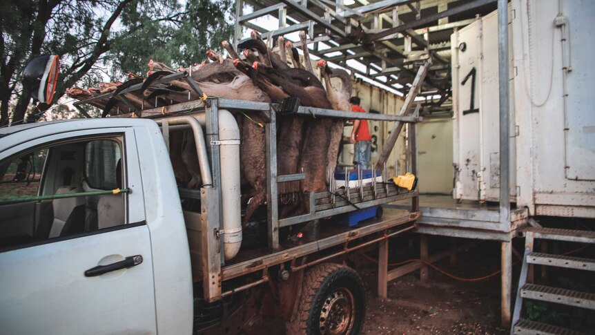 A ute loaded with dead kangaroos backer up to a collection facility.