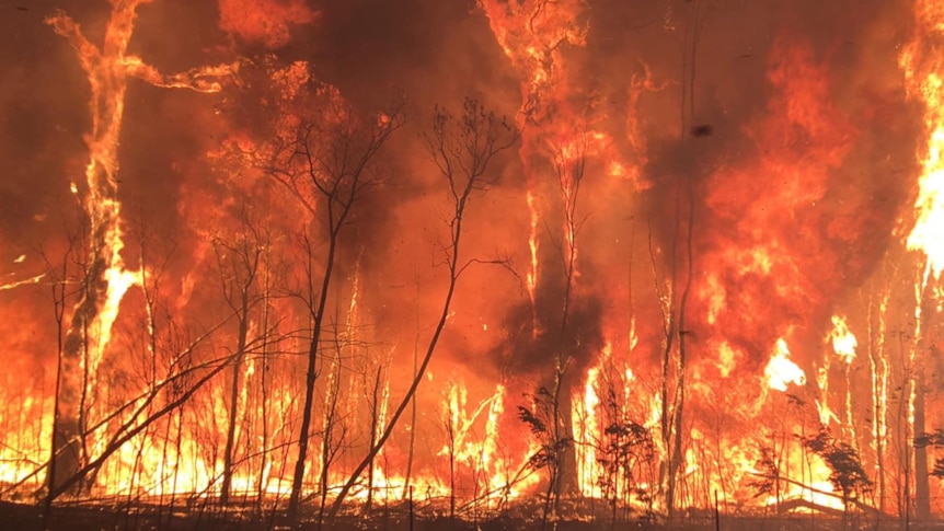 Trees are lit up orange from the embers and fires burning in Yeppoon.