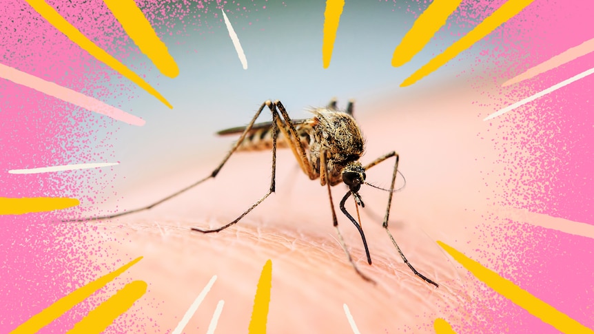 A mosquito bites an arm, surrounded by colourful graphics, in an article about preventing and treating mozzie bites.