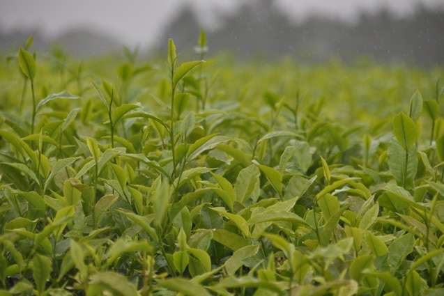 A crop of tea growing in a paddock.