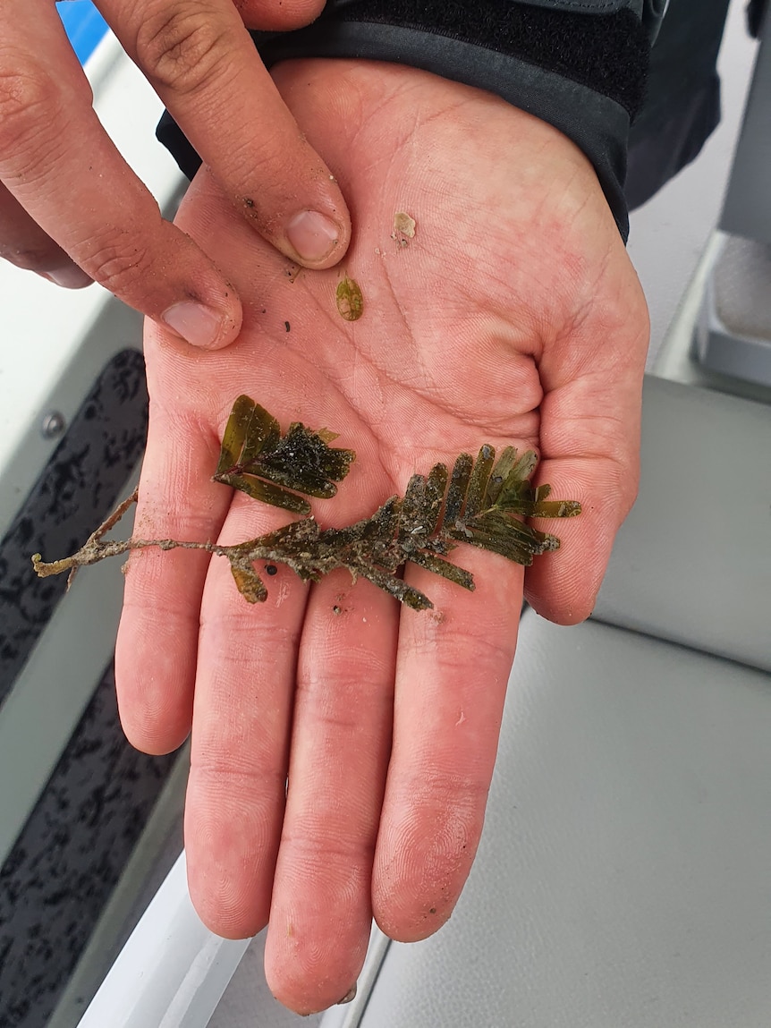 Someone holds a small, wet plant