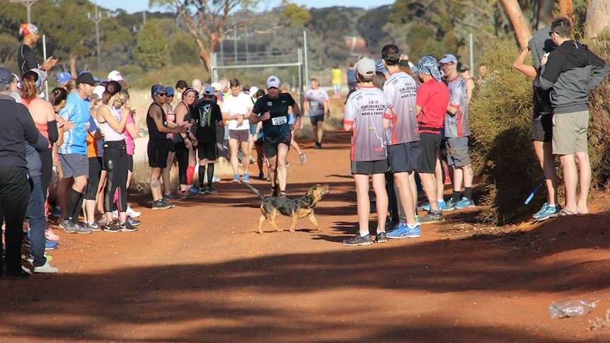 Stormy the dog runs in the Pipeline Marathon near Kalgoorlie, WA.