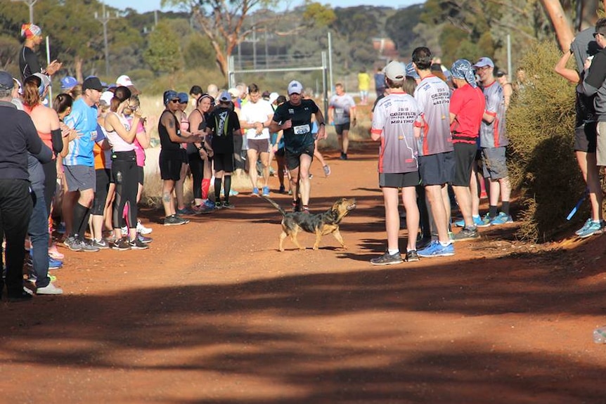 Stormy the dog runs in the Pipeline Marathon near Kalgoorlie, WA.