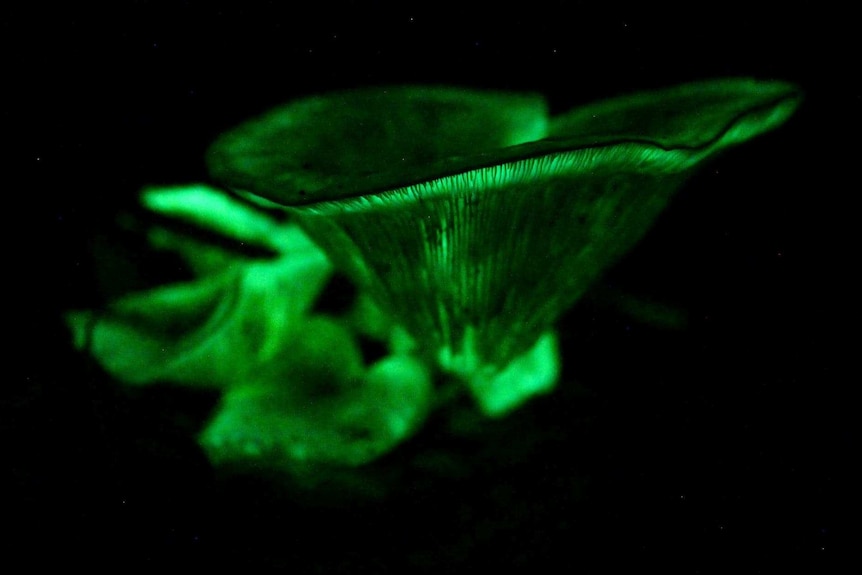 Bioluminescent ghost fungi, glowing green at night.