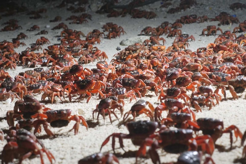 Thousands of red crabs spawning at a beach on Christmas Island.