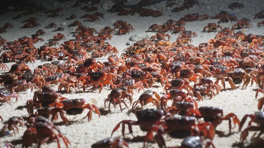 Thousands of red crabs spawning at a beach on Christmas Island.