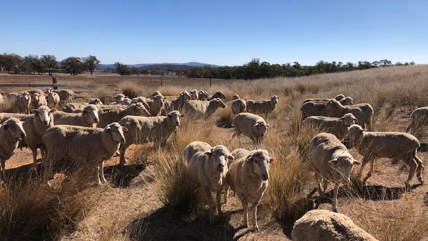 A flock of sheep stand in a brown, dry field