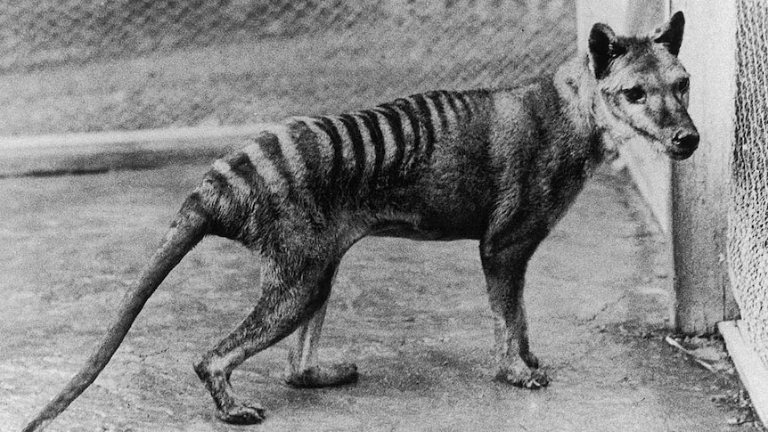 black and white image of a thylacine from 1936