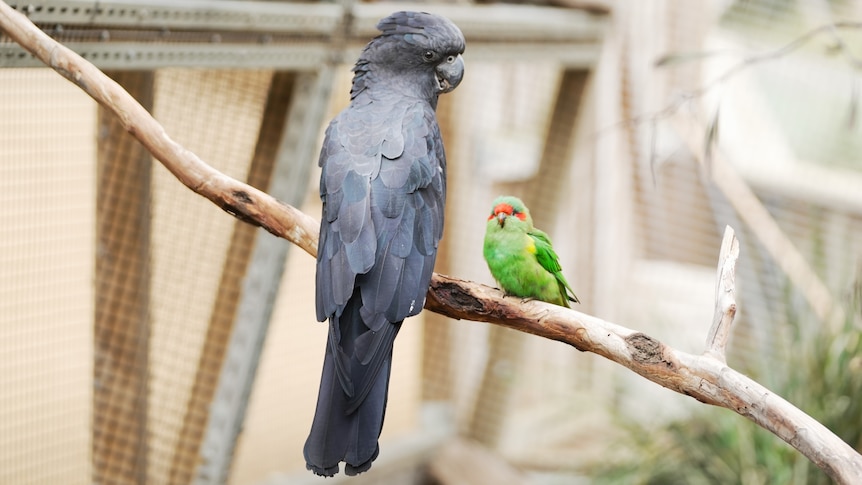 A black cockatoo and a musk lorikeet perch on a branch in an enclosure