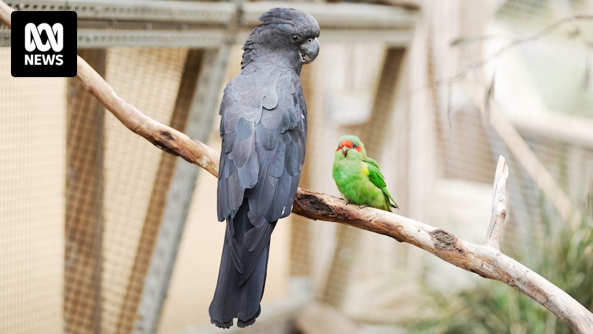 Unlikely friendship between cockatoo and musk lorikeet at Bonorong Wildlife Sanctuary ' bamboozles' visitors