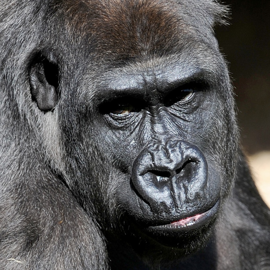 Kimya the lowland gorilla