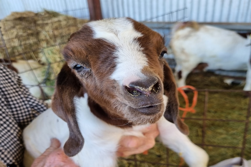 A brown and white goat looks into the camera.
