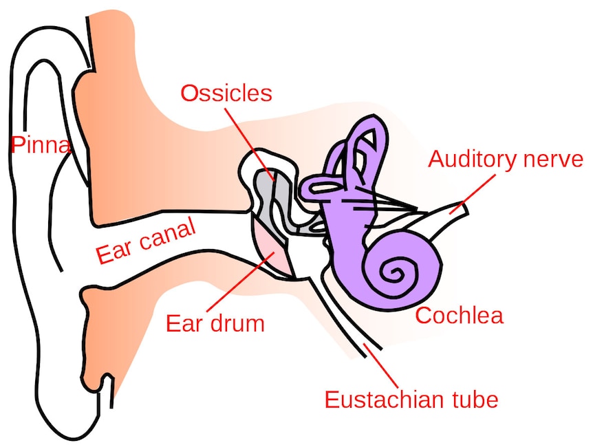 A diagram of the structure of the ear, including pinna, ear canal, ear drum, ossicles, auditory nerve, cochlea, eustachian tube.