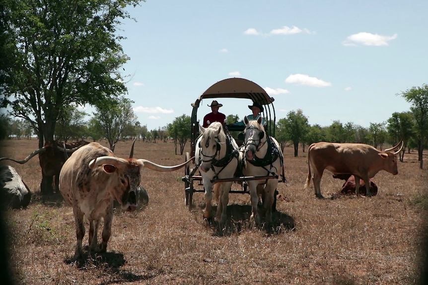 Texas Longhorn wagon safari
