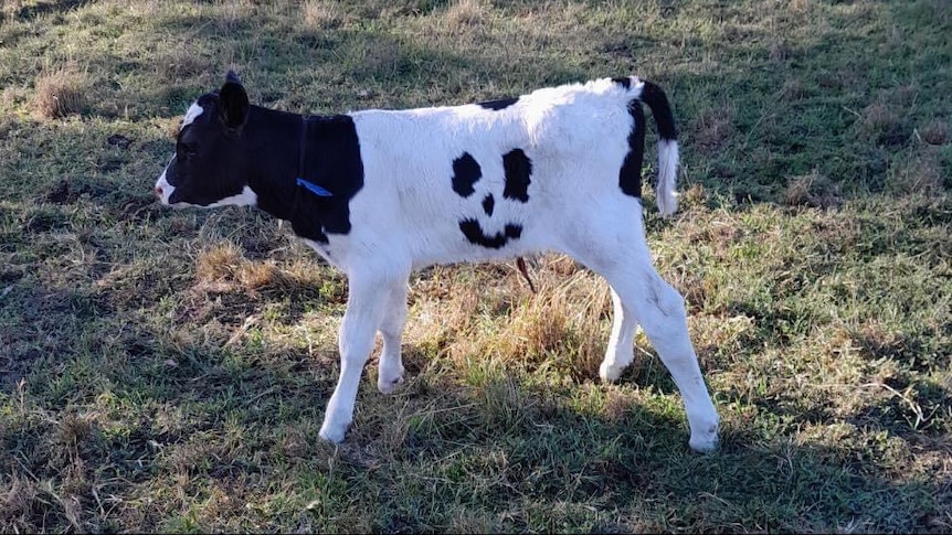 A holstein cow with a smiley face on its side