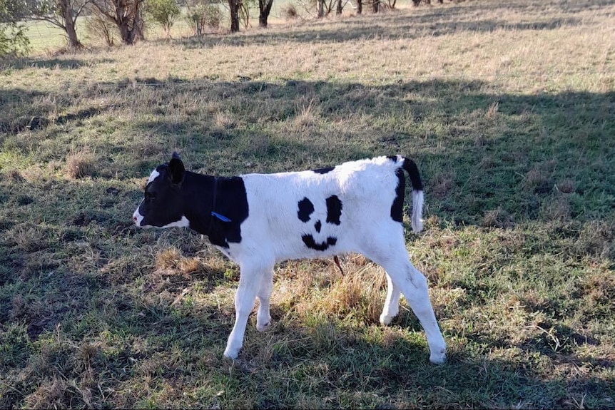 A holstein cow with a smiley face on its side
