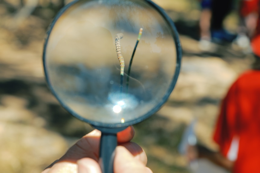 A student holds a magnify glass up to a piece of shrub