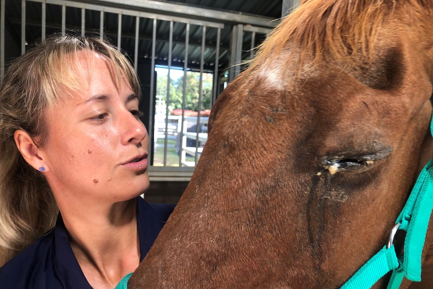 A vet comforting a horse with a mucky, closed eye.