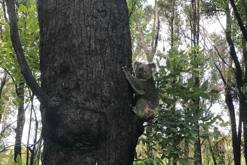 Koala clinging to a burnt tree surrounded by regrowth