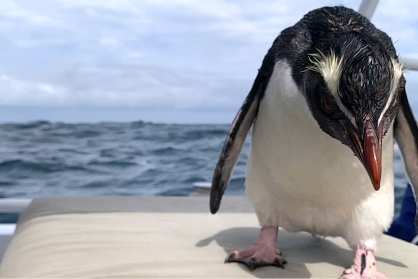 A penguin on board a DBCA boat.