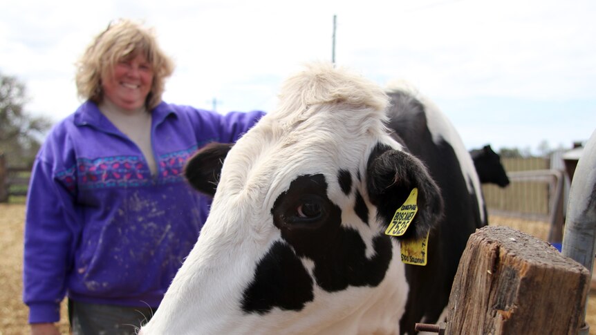 A dairy cow stares at the camera with Tracey Russell standing behind, smiling.