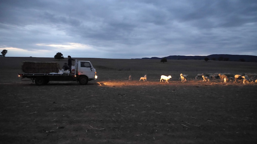 a ute pulls up infront of animals on the Scott family farm