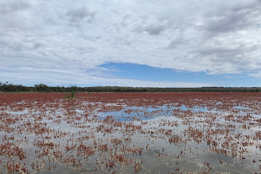 A large body of water with red and green weeds with a cloudy sky in the background.