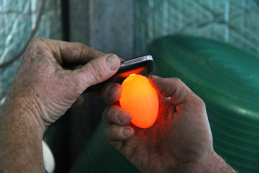 A man holding an egg in his hand, with a square device over the top. The egg is glowing with the light.