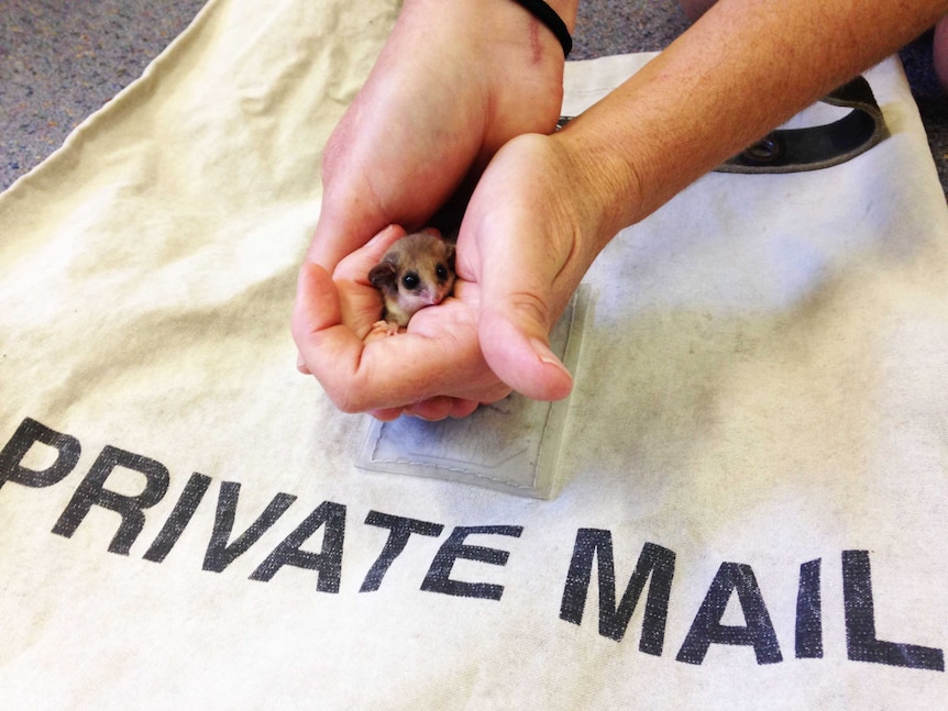 pygmy possum discovered in mailbag
