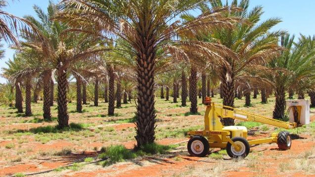 A date farm 75 kilometres south of Alice Springs has been shortlisted as a site to be Australia's nuclear waste dump