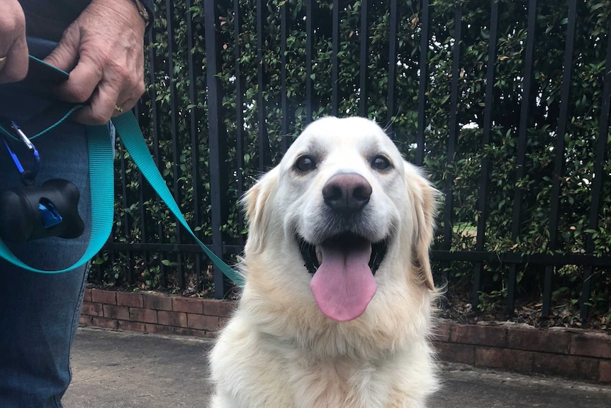 Four year old golden retriever Chester sitting on the pavement.