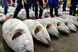 Japanese fishmongers check the quality of meat on frozen bluefin tuna
