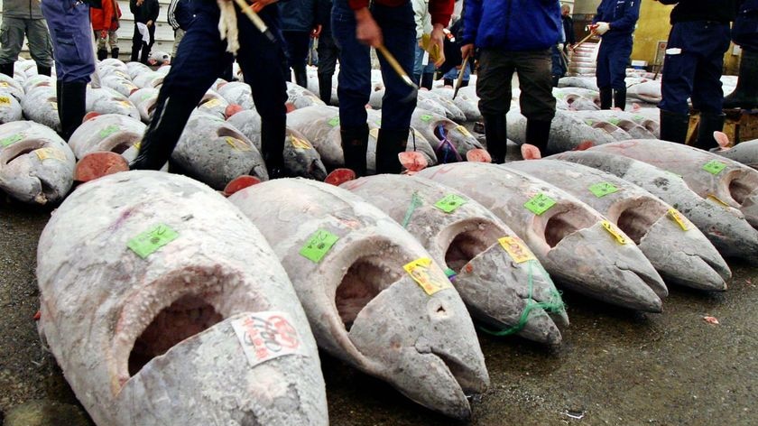 Japanese fishmongers check the quality of meat on frozen bluefin tuna