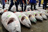 Japan especially is accused of taken 200,000 tonnes above its allowable catch over two decades.