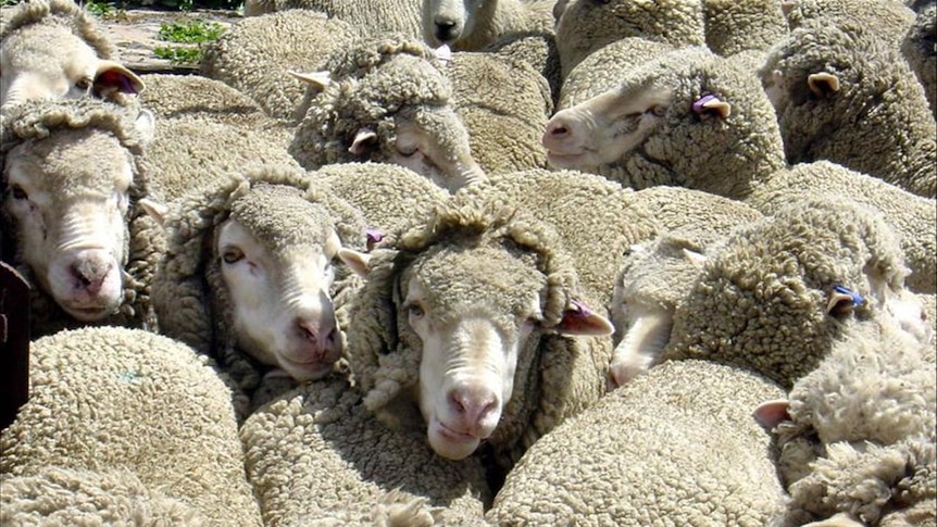 Sheep crowd together in a pen