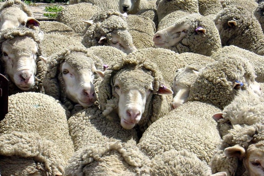 Sheep crowd together in a pen