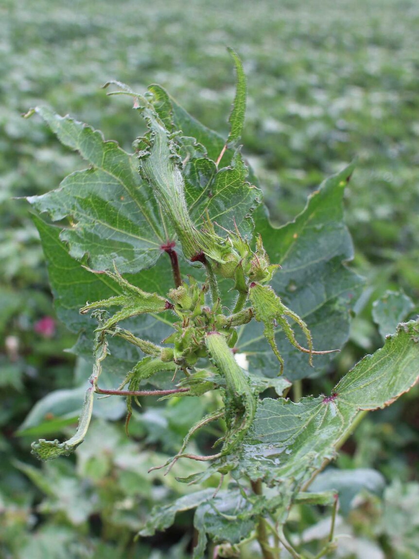 A cotton plant on Ben Dal Broi's property at Benerembah in southern NSW that has been damaged by off-target spray drift.