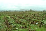 Cyclone Larry has levelled the banana crop in far north Queensland.