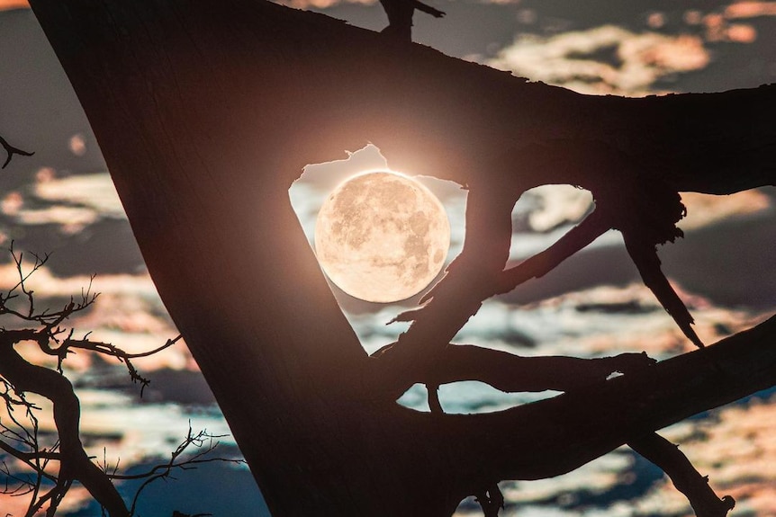 The moon through the branches of a tree.
