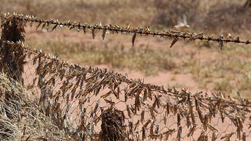 Swarm of locusts on a fence near Jericho