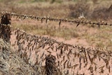 Swarm of locusts on a fence near Jericho