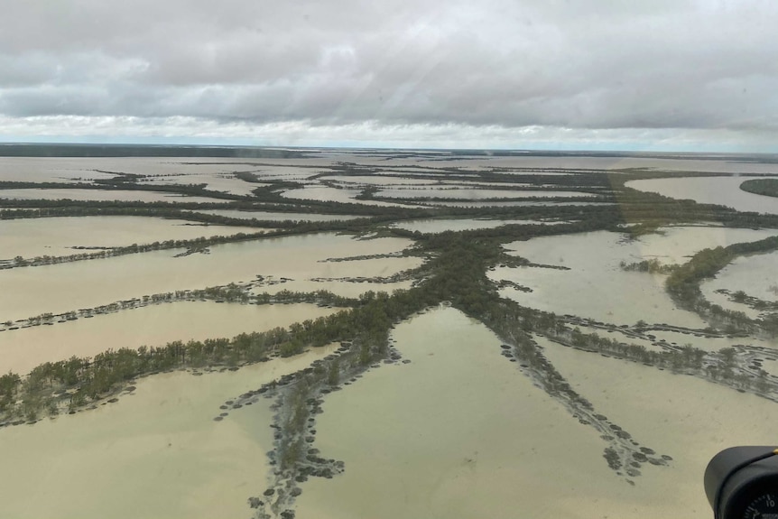 Trees look like veins through the flood water.