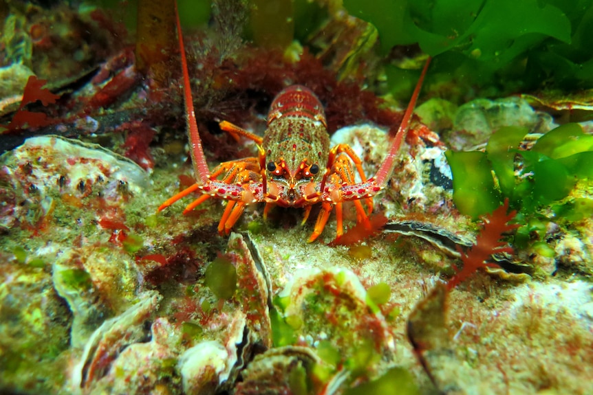 Lobster in an artificial kelp forest.